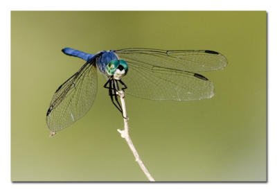Blue Dragonfly.jpg