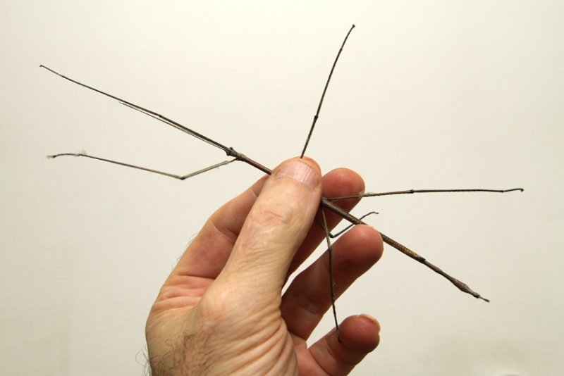 stick insect in hand.jpg
