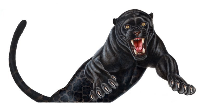 jaguar.jpg