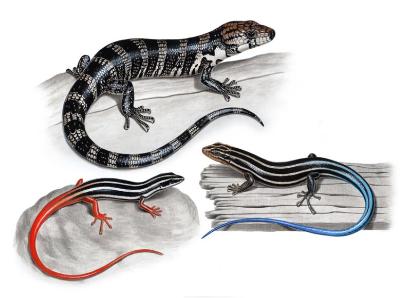 skinks.jpg