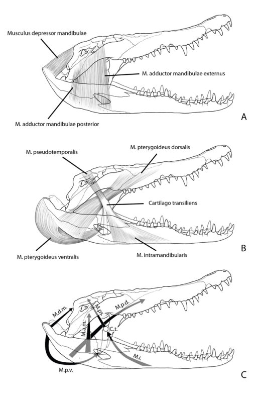 figure 3.45 jaw musculature with arrows reversed.jpg