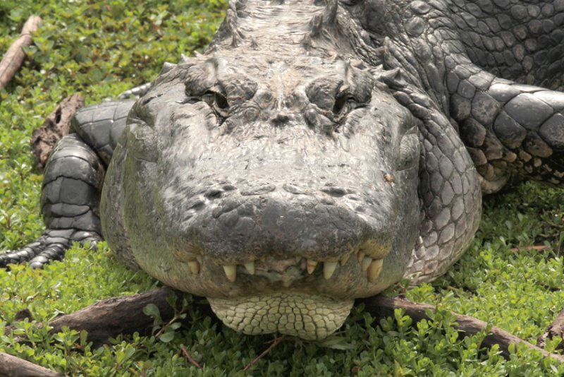 alligator.jpg