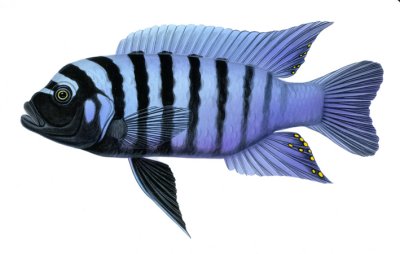 zebra cichlid.jpg