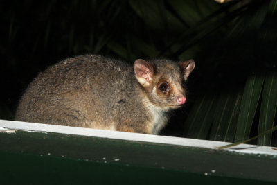 ringtail.jpg