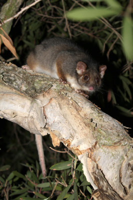 ringtail classic shot.jpg
