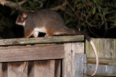 ringtail on fence.jpg
