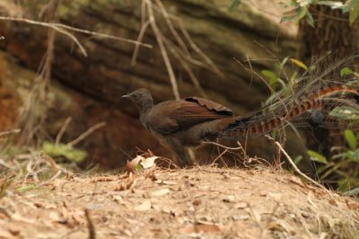 lyrebird_2.jpg