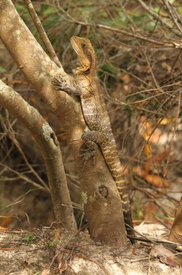female water dragon 1.jpg