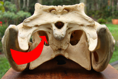 pterygoideus anterior position.jpg