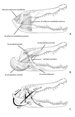 figure 3.45 jaw musculature with arrows reversed.jpg
