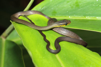 baby tree snake.jpg