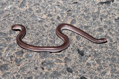blind snake.jpg