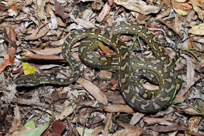 carpet python medium.jpg