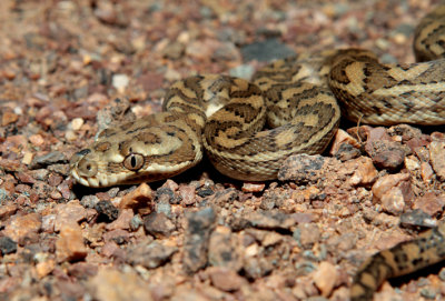 carpet python small closeup.jpg