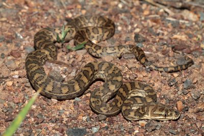 carpet python small.jpg