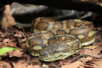 carpet snake big 2.jpg