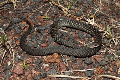 keelback.jpg