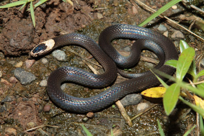 white crowned snake.jpg