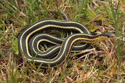 Thamnophis sirtalis parietalis in situ.jpg