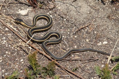 garter in situ.jpg