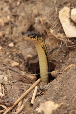 garter snake emerging.jpg