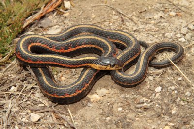 garter snake red sided.jpg