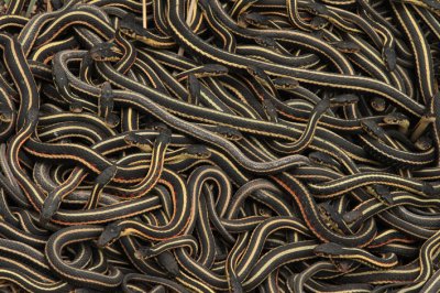 garter snakes.jpg