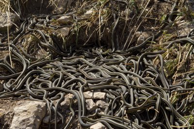 snake den.jpg