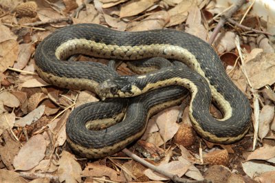 Thamnophis couchi.jpg