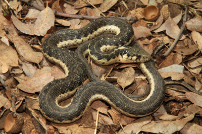 Thamnophis couchi 2.jpg