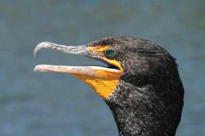 cormorant.jpg