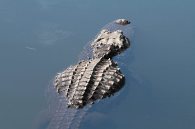 scutes.jpg