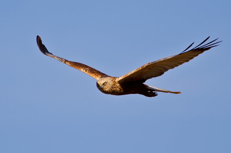 Western Marsh Harrier