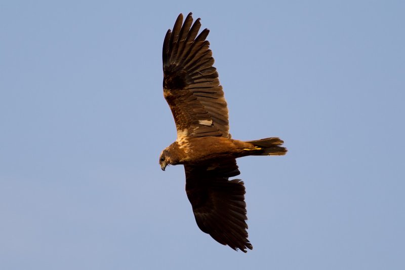 Western Marsh Harrier