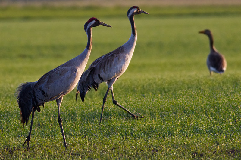 Common Crane