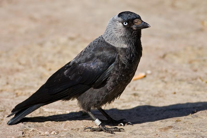 Western Jackdaw (Eurasian Jackdaw)