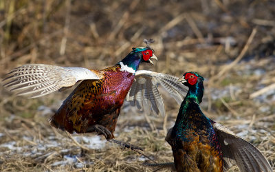 FasanPhasianus colchicus Common Pheasant fighting