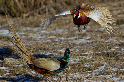 FasanPhasianus colchicus Common Pheasant fighting