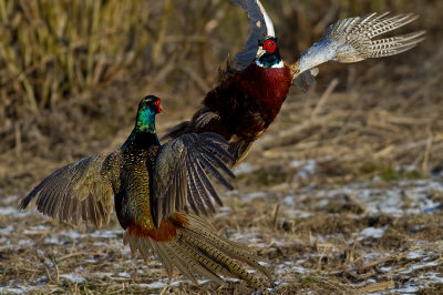 FasanPhasianus colchicus Common Pheasant fighting