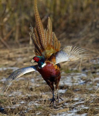 FasanPhasianus colchicus Common Pheasant