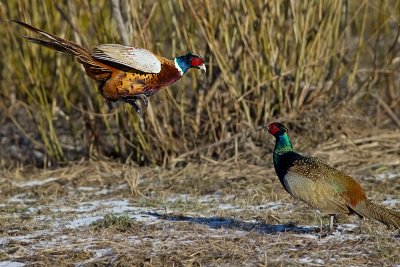 FasanPhasianus colchicus Common Pheasant fighting