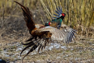 Fasan Phasianus colchicus Common Pheasant fighting