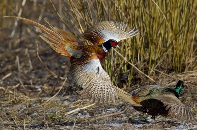 Fasan Phasianus colchicus Common Pheasant fighting