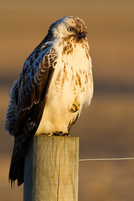 Common Buzzard