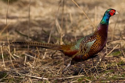 Running Common pheasant