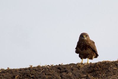 Common Buzzard