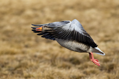 Greylag Goose