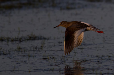 Common Redshank