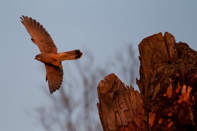 Common Kestrel