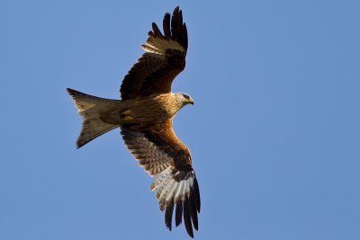 Red Kite